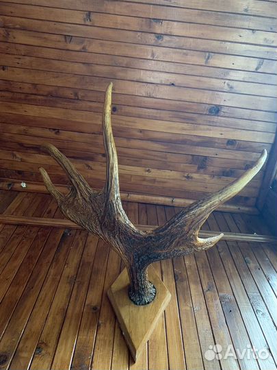 Продам рога лося