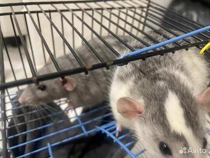 Крысы отдам бесплатно