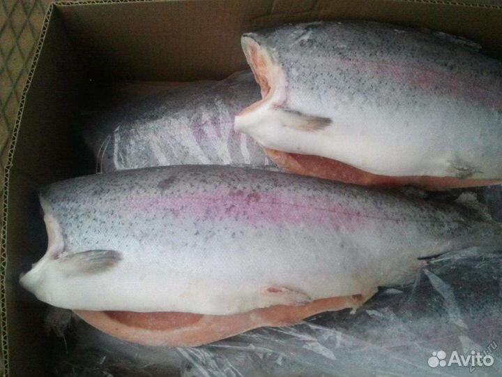 Форель морская