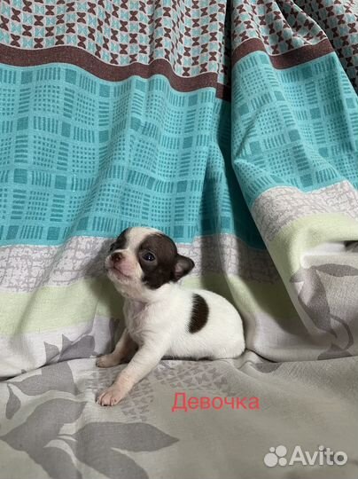 Щенки чихуахуа