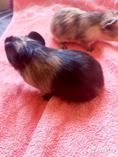 Морские свинки