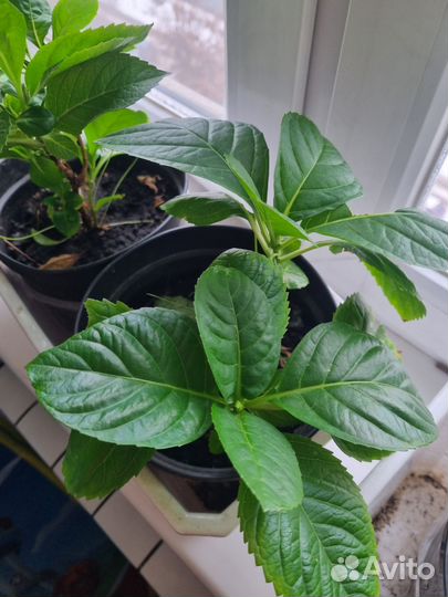 Гортензия крупнолистная