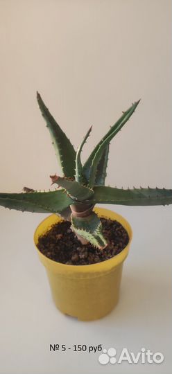 Комнатные растения цветы