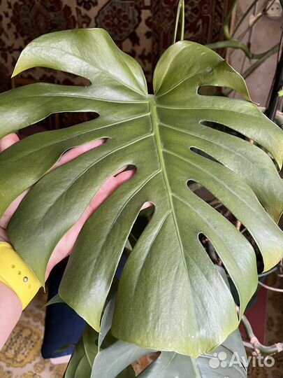 Монстера с крупными дистьями