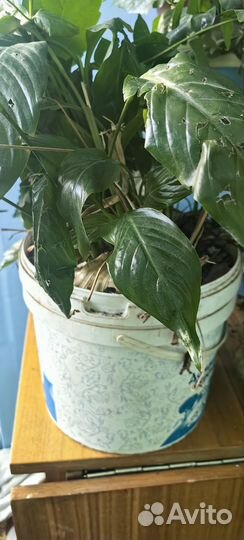 Спатифиллум женское счастье