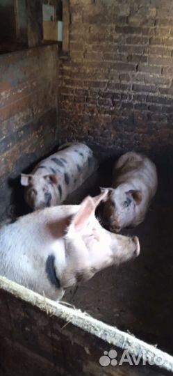 Сено в тюках