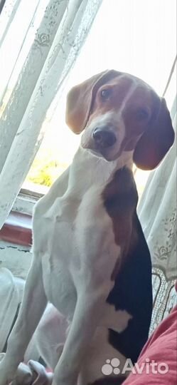 Собака в добрые руки отдам бесплатно