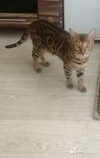 Бенгальский котик