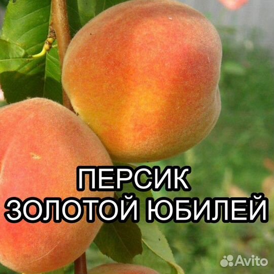 Саженцы персика