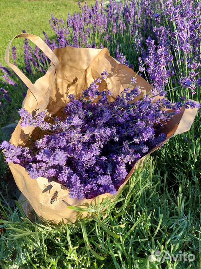 Лаванда сухоцвет