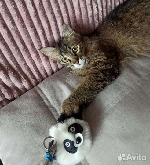 Кошка Мышка