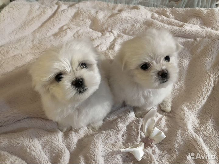 Щенки Мальтезе / Мальтийской болонки