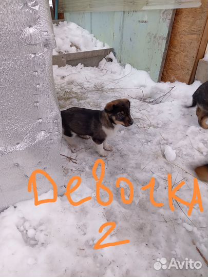 Щенки в добрые руки