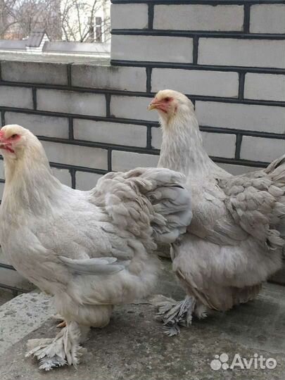 Инкубационное Яйцо