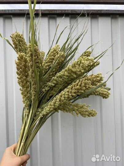 Сухоцветы. Оптом