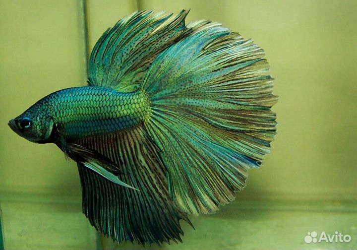 Петушок Халф Мун Изумрудный