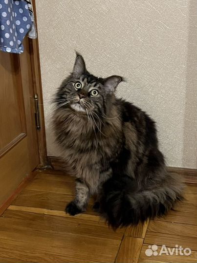 Ветеринарный врач