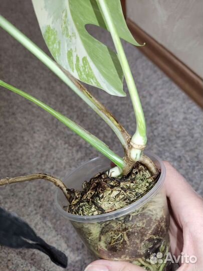 Монстера вариегатная Альба