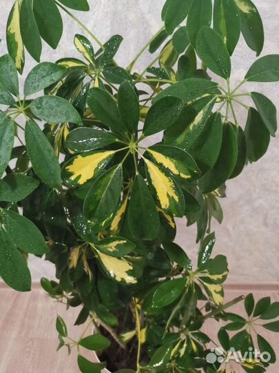 Шеффлера. Домашнее растение