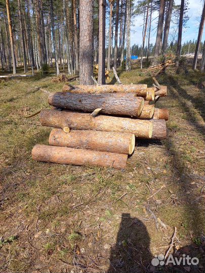 Бревна сосновые, сосны целиком