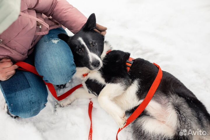 Собака в добрые руки
