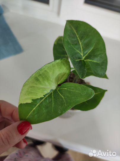 Сингониум панда,моттлед ароухед,сциндапсус дарк