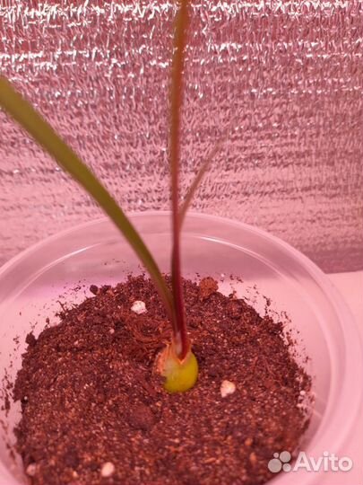 Гипиаструм