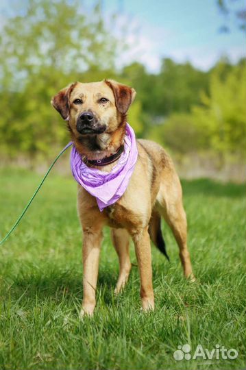 Молодая Рейчел ищет дом