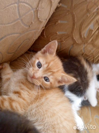 Котята