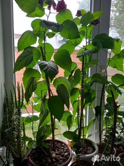 Комнатные цветы