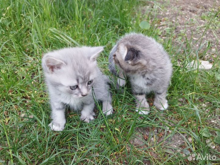 Отдам бесплатно котят в хорошие руки