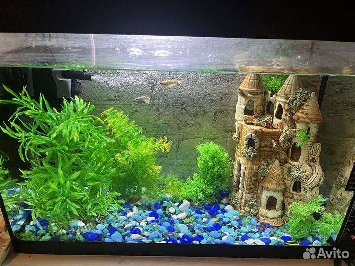 Содержимое аквариума