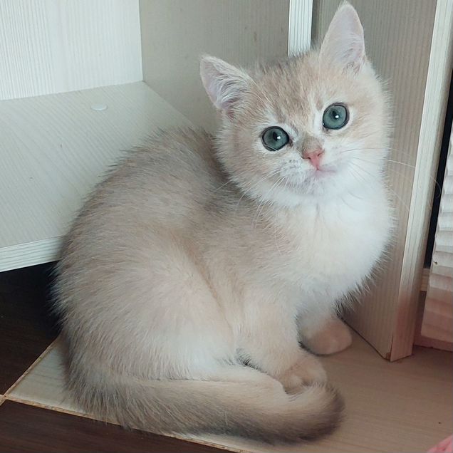 Британский короткошёрстный котёнок