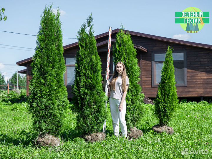 Туи смарагд 200 см свежая копка 2023