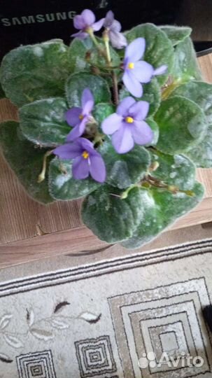Цветущие фиалки продажа