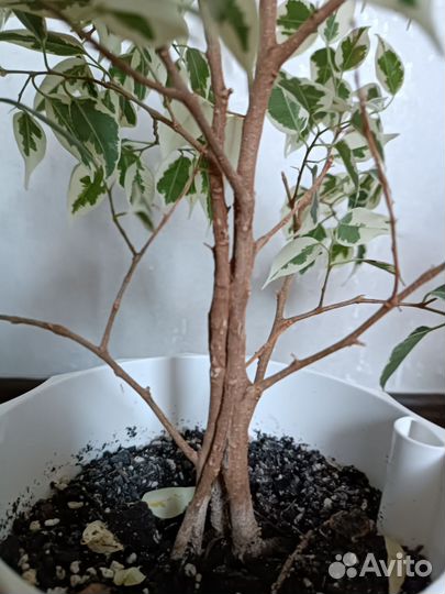 Фикус бенджамина твайлайт