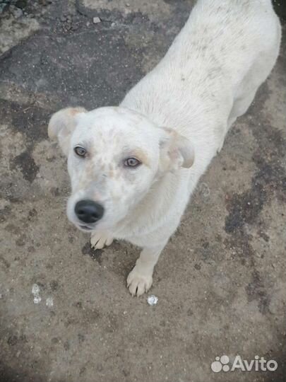 Собака в добрые руки щенок