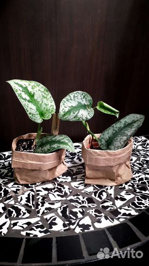 Сциндапсус пиктус Требе