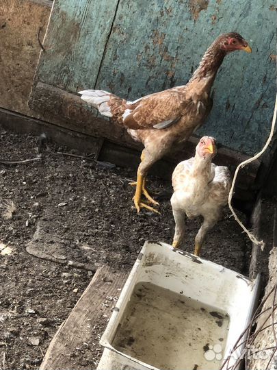 Бойцовские куры, цыплята