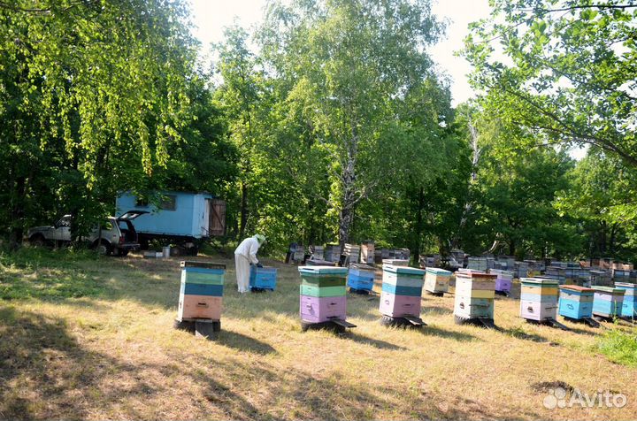 Ульи дадан 12 рамочные