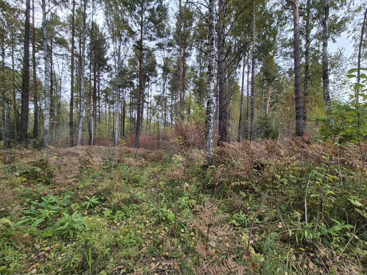 Участок 10 сот. (СНТ, ДНП)