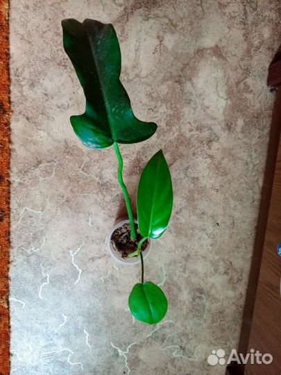 Филодендрон Минарум