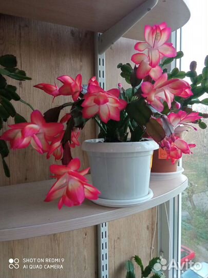 Декабристы