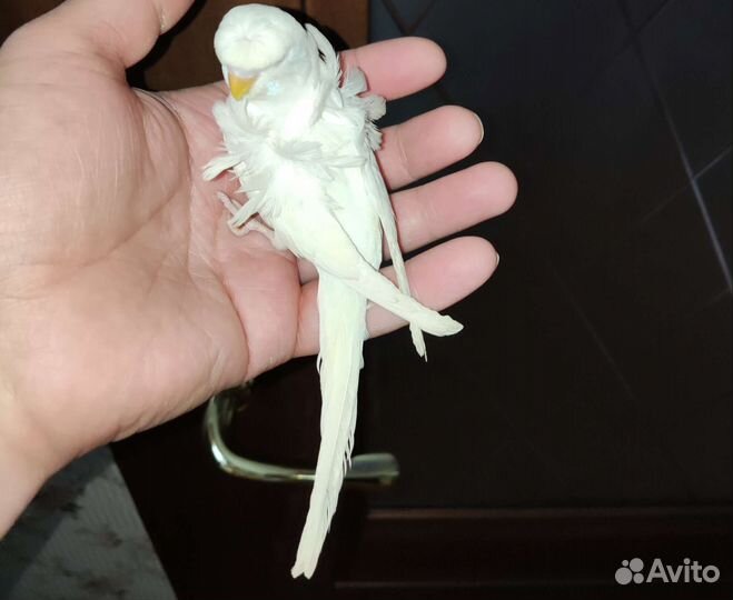 Хагоромо - Хохлатые волнистые попугаи