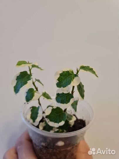 Фикус пумила сноуфлейк вишес керли дуболист миним