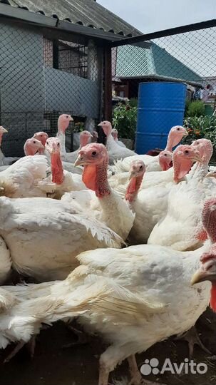 Продаём индюков