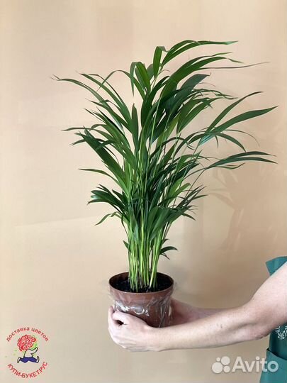 Растения в горшках