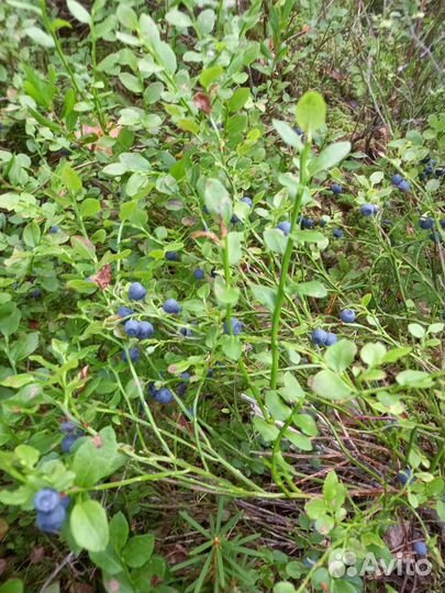 Продажа ягоды