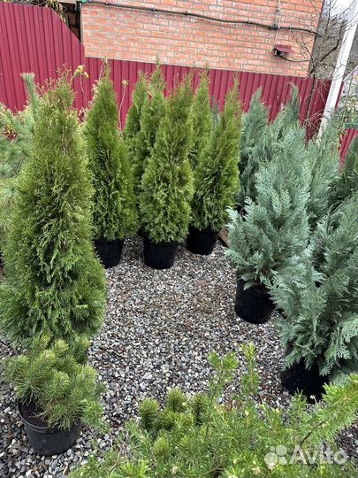 Туя,можжевельник,кипарис,самшит,фотинья