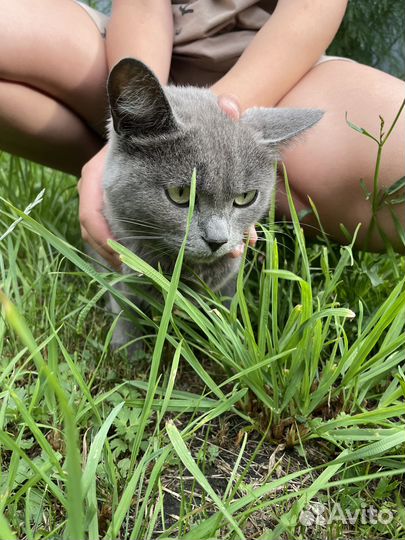 Кошка британская короткошерстная отдам